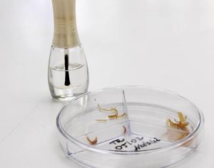 UEL desenvolve ‘esmalte verde’ para tratamento de micose em unhas