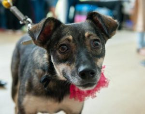 Shopping realiza feira on-line de adoção de animais em Londrina