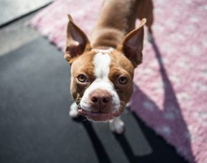 Creche acolhe gratuitamente cães de pessoas infectadas com o coronavírus