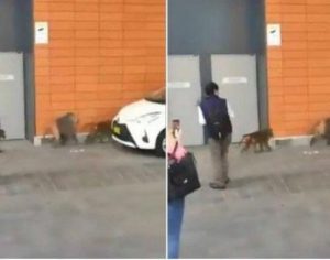 Macaco foge de vasectomia e tenta escapar de hospital levando duas fêmeas; assista