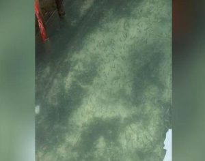 Canais de Veneza surpreendem com água clara e peixes visíveis durante quarenta; assista