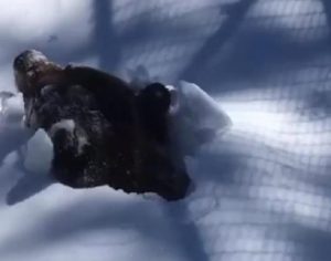Urso acorda depois de hibernar por meses e internet se identifica com reação; assista