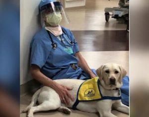 Cachorro terapeuta leva conforto a médicos que trabalham contra o coronavírus