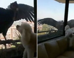 Aves enormes atacam cães poodles em apartamento; assista