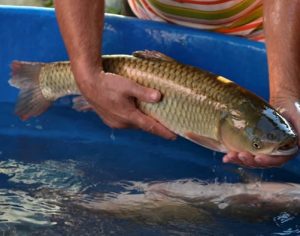 Piscicultores de Londrina vendem peixes por entrega ou retirada