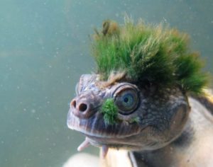 Tartaruga punk que respira pela bunda está oficialmente ameaçada de extinção