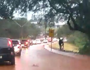 Chuva causa alagamentos em várias regiões de Londrina; assista