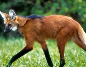 Cédula de R$ 200 com imagem de lobo-guará será lançada no próximo mês