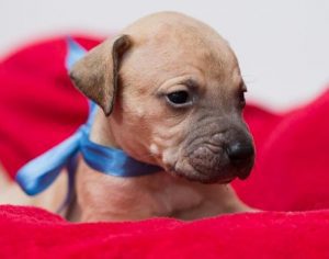 Shopping de Londrina realiza feira on-line para adoção de animais