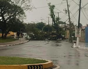 Chuva causa estragos em Londrina: queda de árvores e de energia