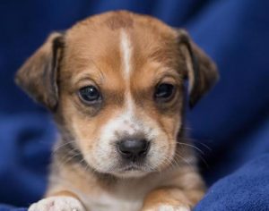 Feira on-line de adoção de animais segue até 9 de setembro; veja as fotos