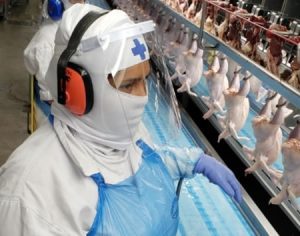 Hong Kong veta importação de frango de frigorífico brasileiro