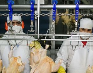 Frigoríficos derrubam regra de proteção e contágio de covid dispara no PR