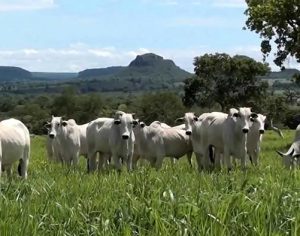 Ladrões furtam 50 cabeças de gado nelore no Norte do Paraná