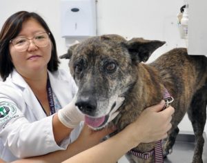 Diretora do HV/UEL tira dúvidas sobre cuidados com animais na pandemia