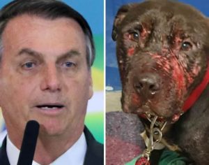 ‘Cadeia porque maltratou um cachorro?’, diz Bolsonaro ao criticar lei de maus-tratos