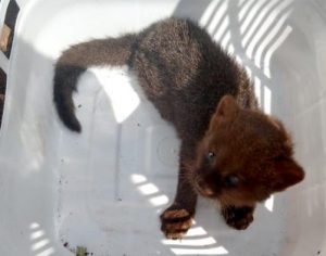 GM auxilia resgate de espécie de puma com risco de extinção em Londrina