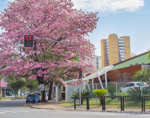 Londrina inicia primavera registrando mínima de 13ºC; saiba mais