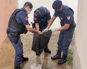 GM flagra maus tratos a animais em Londrina; cão morto e outro debilitado