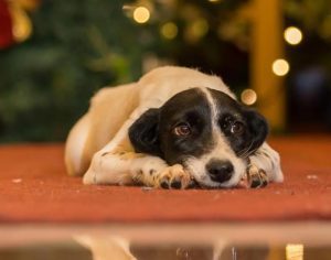 Feira on-line para adoção de cães e gatos vai até 13 de janeiro; confira