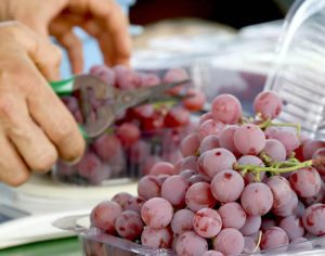 Feira da Uva de Londrina já vendeu mais de 7 toneladas; saiba mais