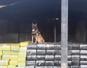 Polícia de Fronteira do PR faz maior apreensão de drogas da história