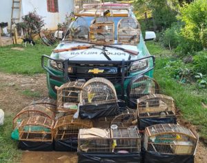 Polícia Ambiental prende oito pessoas e resgata 174 aves silvestres no PR