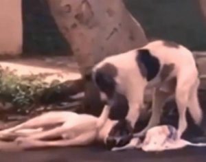 Cachorro atropelado é socorrido por outro cão até a chegada de ajuda