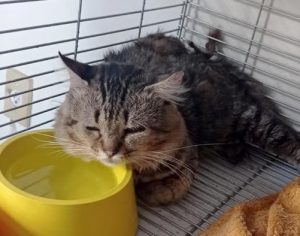 SEMA divulga lista com 70 animaizinhos para adoção em Londrina