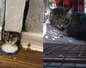 Gato é resgatado de dentro de um buraco na parede