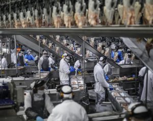 Paraná produz um terço de toda carne de frango do Brasil