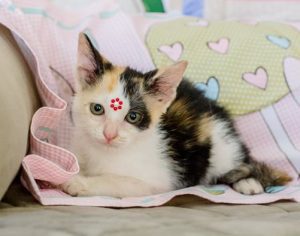 ‘Me Leva Para Casa’: 2ª edição tem dez pets para adoção em Londrina