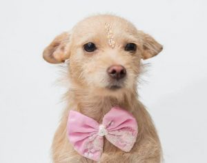 Londrina tem feira on-line para adoção de animais abandonados