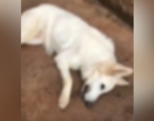 Família denuncia envenenamento de cães na Zona Norte de Londrina