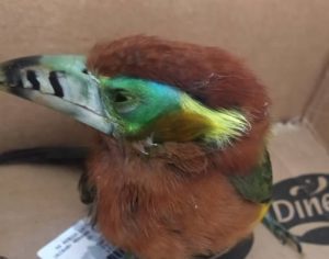 Guarda Municipal resgata ave silvestre em área rural de Londrina