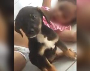 Família pede ajuda para encontrar cachorrinha desaparecida em Londrina