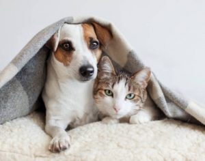 ‘Pena por maus tratos a animais pode chegar a 5 anos de prisão’, diz diretora da SEMA