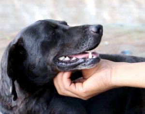 SEMA cria formulário on-line para denúncias de maus tratos a animais