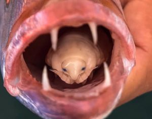 Estudante de biologia captura peixe com parasita no lugar da língua