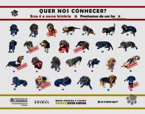 SEMA divulga app de celular para adoção de animais em Londrina