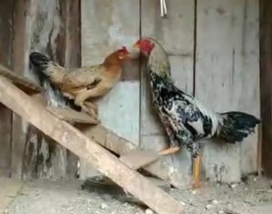 Galo é apreendido após denúncia de perturbação do sossego no Paraná