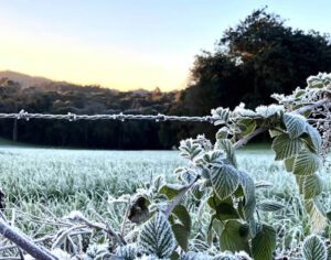 Mais de 50 cidades do Paraná entram em alerta de geada; veja quais são
