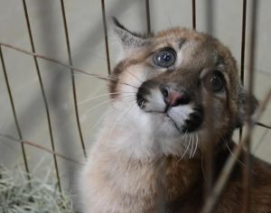 Estado inaugura centro para atender animais silvestres em Londrina