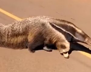 Tamanduá-bandeira vista ‘passeando’ em Londrina é resgatada; vídeo