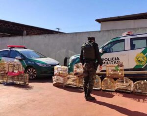 Operação apreende mais de 100 aves nativas no Paraná