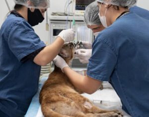 Onça recebe tratamento experimental com células-tronco em Londrina