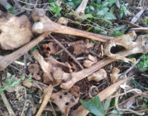 Ossada humana é encontrada na Zona Norte de Londrina