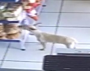 VÍDEO: cadela é flagrada ‘furtando’ açougue no Norte do Paraná