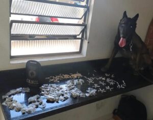 GM de Londrina apreende grande quantidade de drogas com ajuda do cão farejador