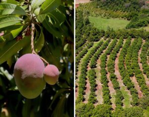 Agricultura familiar faz de Uraí a maior produtora de manga do Paraná